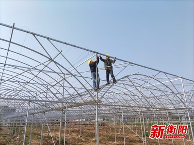 打造“菜籃子”優品 石鼓區以農業企業托管服務加快現代農業發展步伐