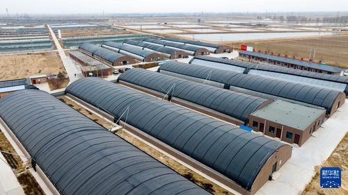 寧夏賀蘭 激活鹽堿地資源，以水產養殖賦能農業新篇