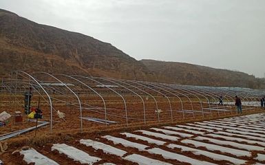 洛門鎮 鋼架大棚建設“加速度”搭起群眾“致富路”，農業企業托管服務顯成效